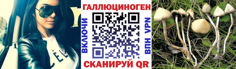 Купить где Елизаветинская Псилоцибиновые грибы ЛСД